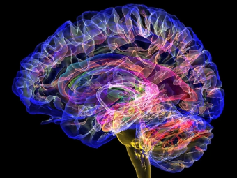 骚货逼逼AV大脑植入物有助于严重头部损伤恢复